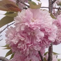 八重桜(ヤエザクラ)の花言葉｜意味や種類、花の開花時期は？の画像