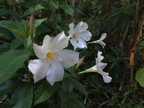 サンパラソルの花言葉 花の特徴や種類 グリーンカーテンにおすすめ Greensnap グリーンスナップ