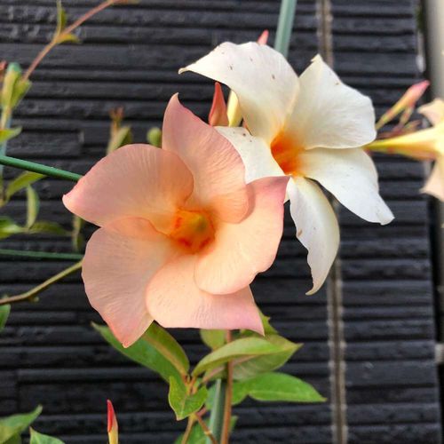 サンパラソルの花言葉 花の特徴や種類 グリーンカーテンにおすすめ Greensnap グリーンスナップ