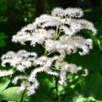 矢車草(ヤグルマソウ)の花言葉｜花の季節や種類、ドライフラワーにおすすめ！の画像