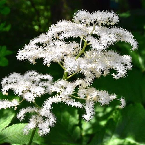 矢車草 ヤグルマソウ の花言葉 花の季節や種類 ドライフラワーにおすすめ Greensnap グリーンスナップ