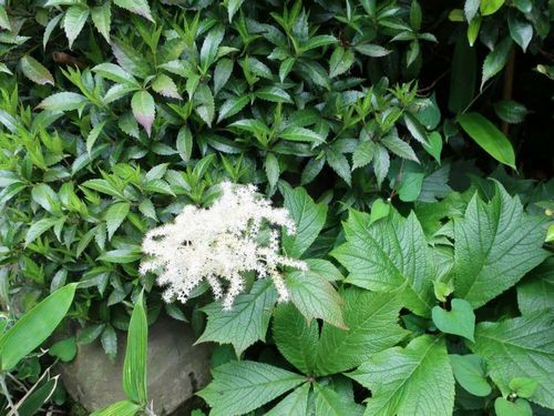 矢車草 ヤグルマソウ の花言葉 花の季節や種類 ドライフラワーにおすすめ Greensnap グリーンスナップ 矢車草 ヤグルマソウ の花言葉 花の季節や種類 ドライフラワーにおすすめ Greensnap グリーンスナップ