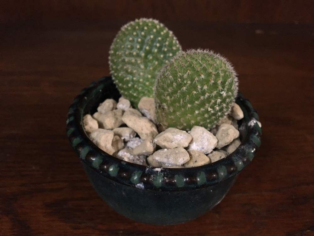 ウチワサボテン