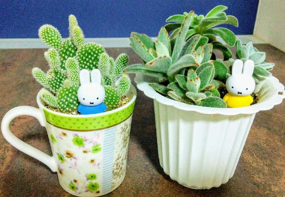 ウチワサボテン