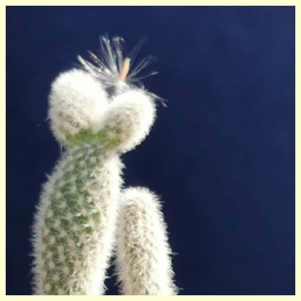 ウチワサボテン