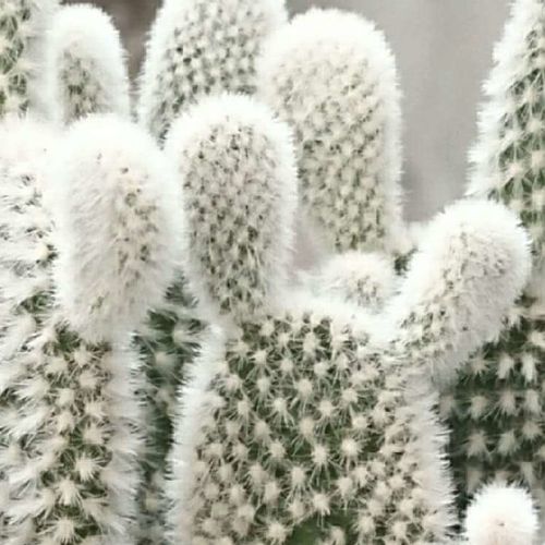 ウチワサボテンの花言葉 花や実の特徴 食用の種類もある Greensnap グリーンスナップ