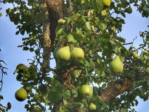 梨 なし の花言葉 花の特徴や種類 旬の時期は Greensnap グリーンスナップ