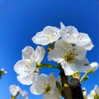 梨(なし)の花言葉｜花の特徴や種類、旬の時期は？の画像