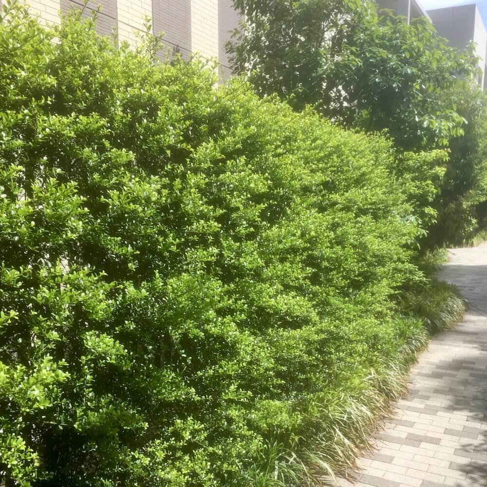 庭の目隠し方法 おしゃれを叶えるフェンスと庭木の種類はどれ Greensnap グリーンスナップ