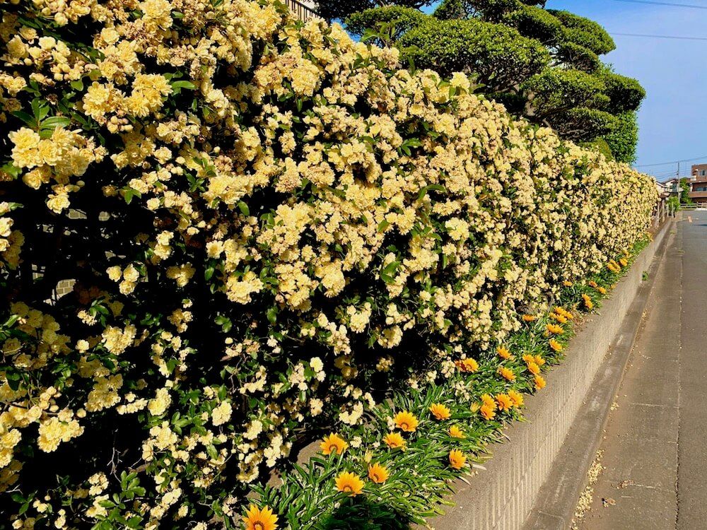 庭　目隠し　フェンス　モッコウバラ　庭木