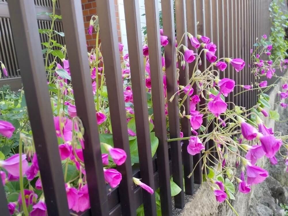 庭　目隠し　フェンス　