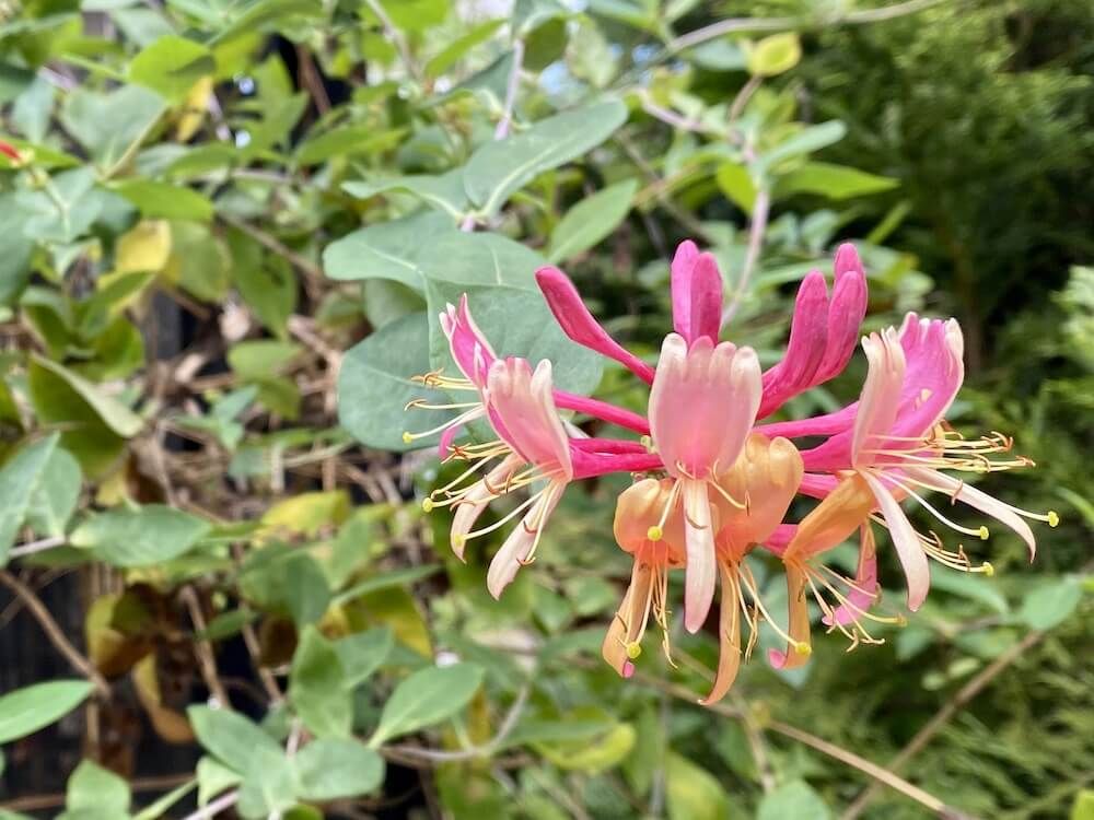 スイカズラ　ハニーサックル　つる性植物　