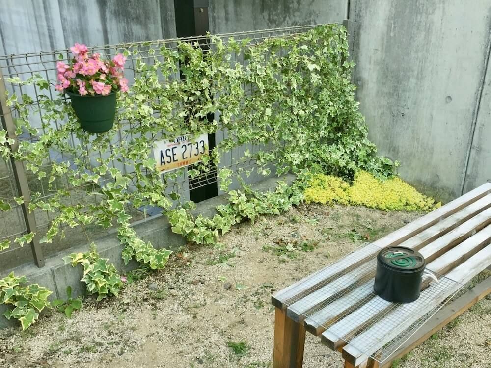 アイビー　ヘデラ　つる性植物