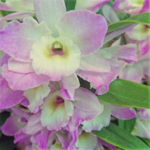 シンビジウム シンビジューム の育て方 植え替えのコツは 花が終わったらどうする Greensnap グリーンスナップ