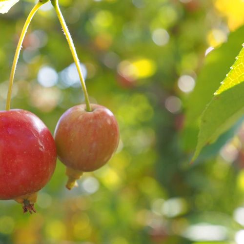 ヒメリンゴ 姫りんご の花言葉 意味や由来は 花や実がつく時期は Greensnap グリーンスナップ