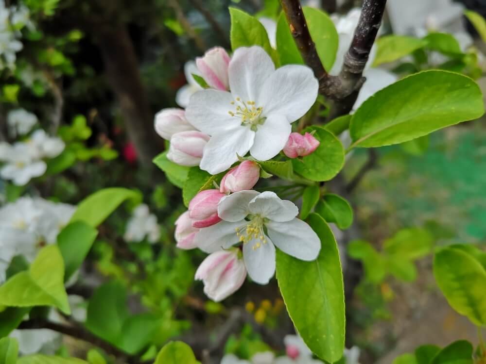 ヒメリンゴ 姫りんご の花言葉 意味や由来は 花や実がつく時期は Greensnap グリーンスナップ