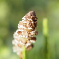 つくし(土筆)の花言葉｜花は咲かないの？名前の由来や食べ方は？の画像