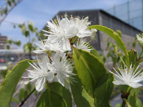 ハイノキ 灰の木 の花言葉 花や実の特徴 庭木におすすめ Greensnap グリーンスナップ