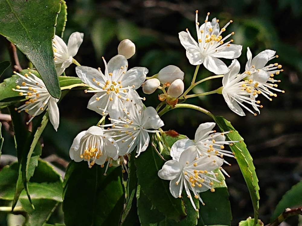 ハイノキ 灰の木 の花言葉 花や実の特徴 庭木におすすめ Greensnap グリーンスナップ
