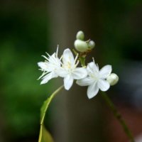 ハイノキ(灰の木)の花言葉｜花や実の特徴、庭木におすすめ！の画像