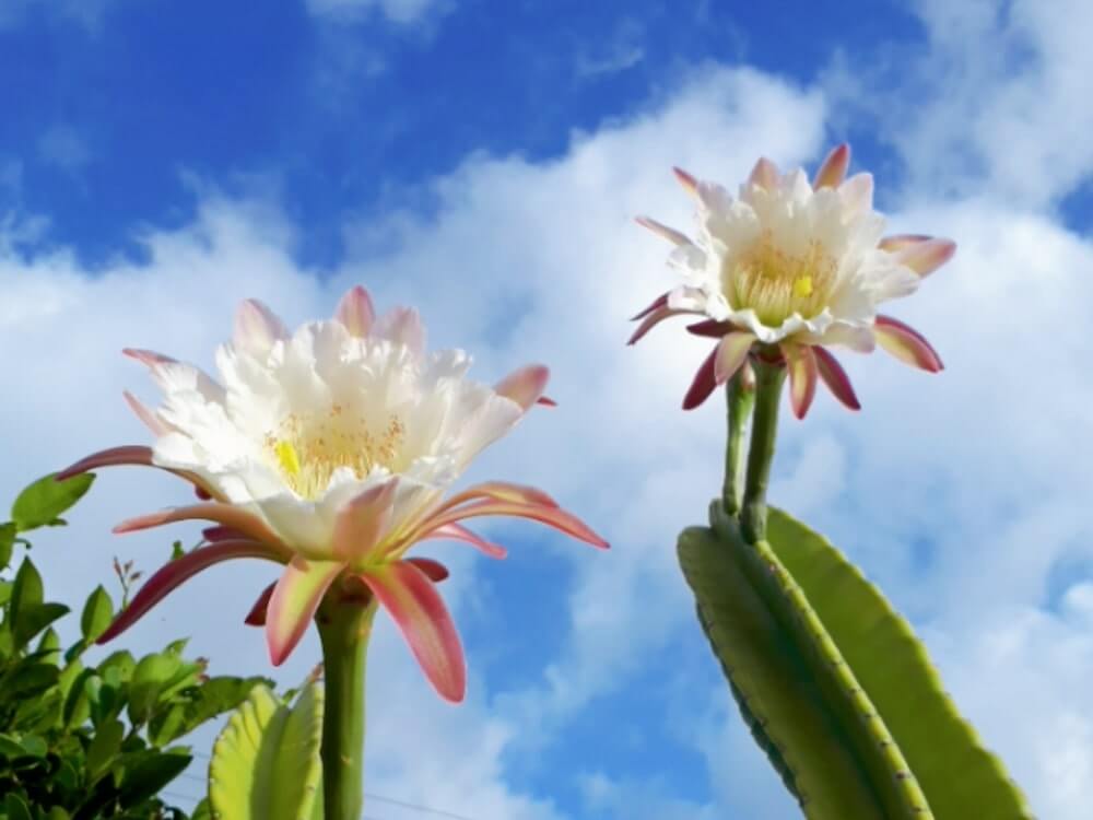 サボテンの花を咲かせるコツ つぼみがしぼむ原因とは 花が咲く11品種はこれ Greensnap グリーンスナップ