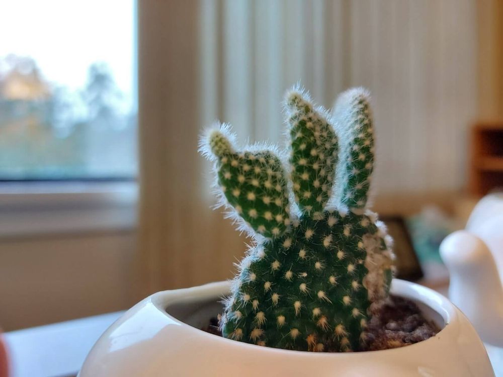 サボテン　鉢植え　