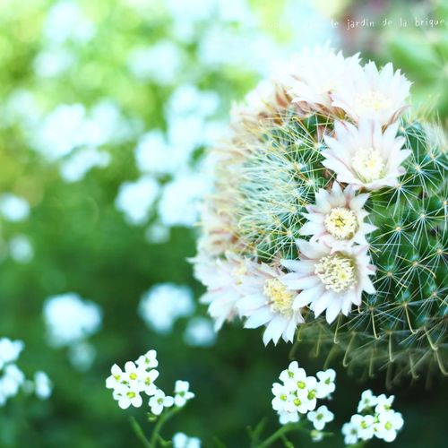 サボテンの花言葉丨怖い意味はある 花の特徴は Greensnap グリーンスナップ