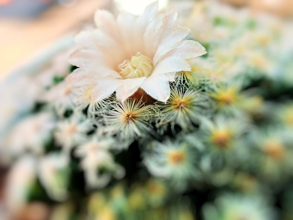 サボテンの花言葉丨怖い意味はある 花の特徴は Greensnap グリーンスナップ