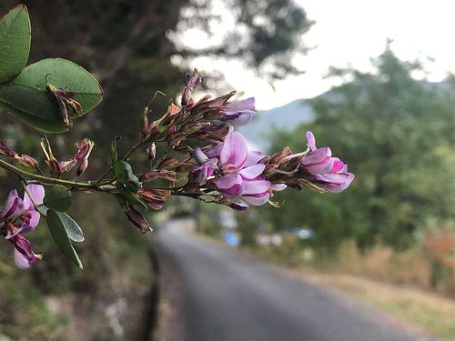 萩 ハギ の花言葉 意味や由来は 花の季節や特徴 種類は Greensnap グリーンスナップ