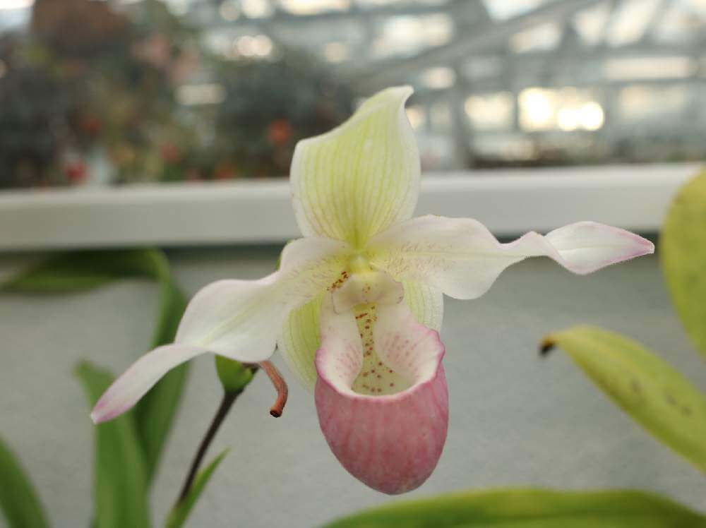 パフィオペディラム　白い花