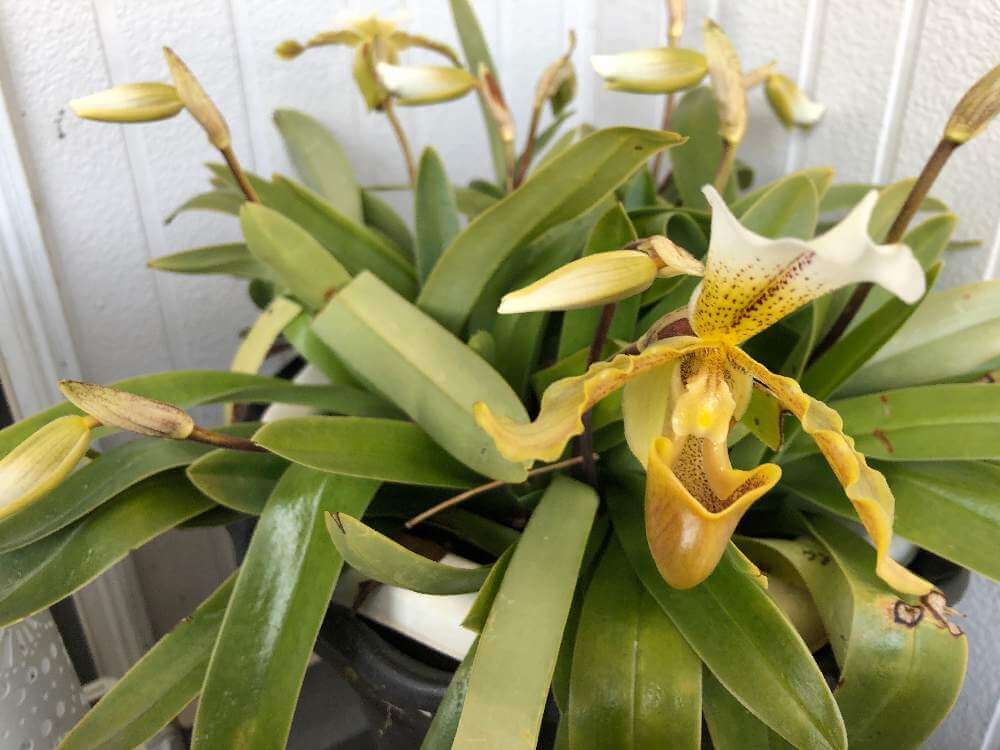 パフィオペディラム