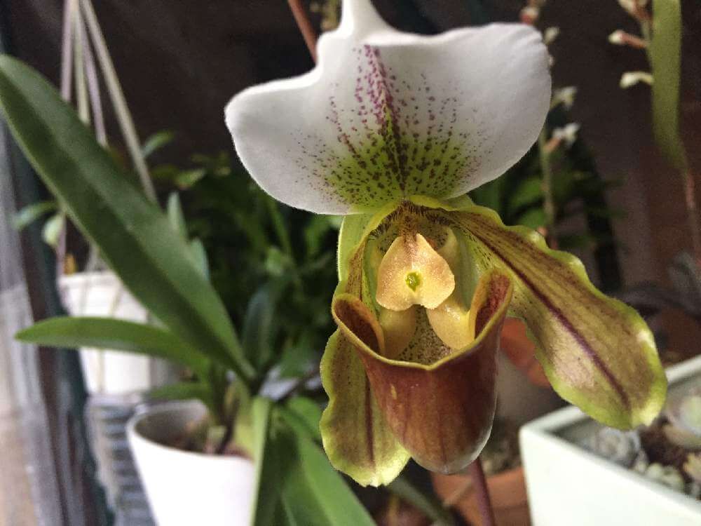 パフィオペディラム　花