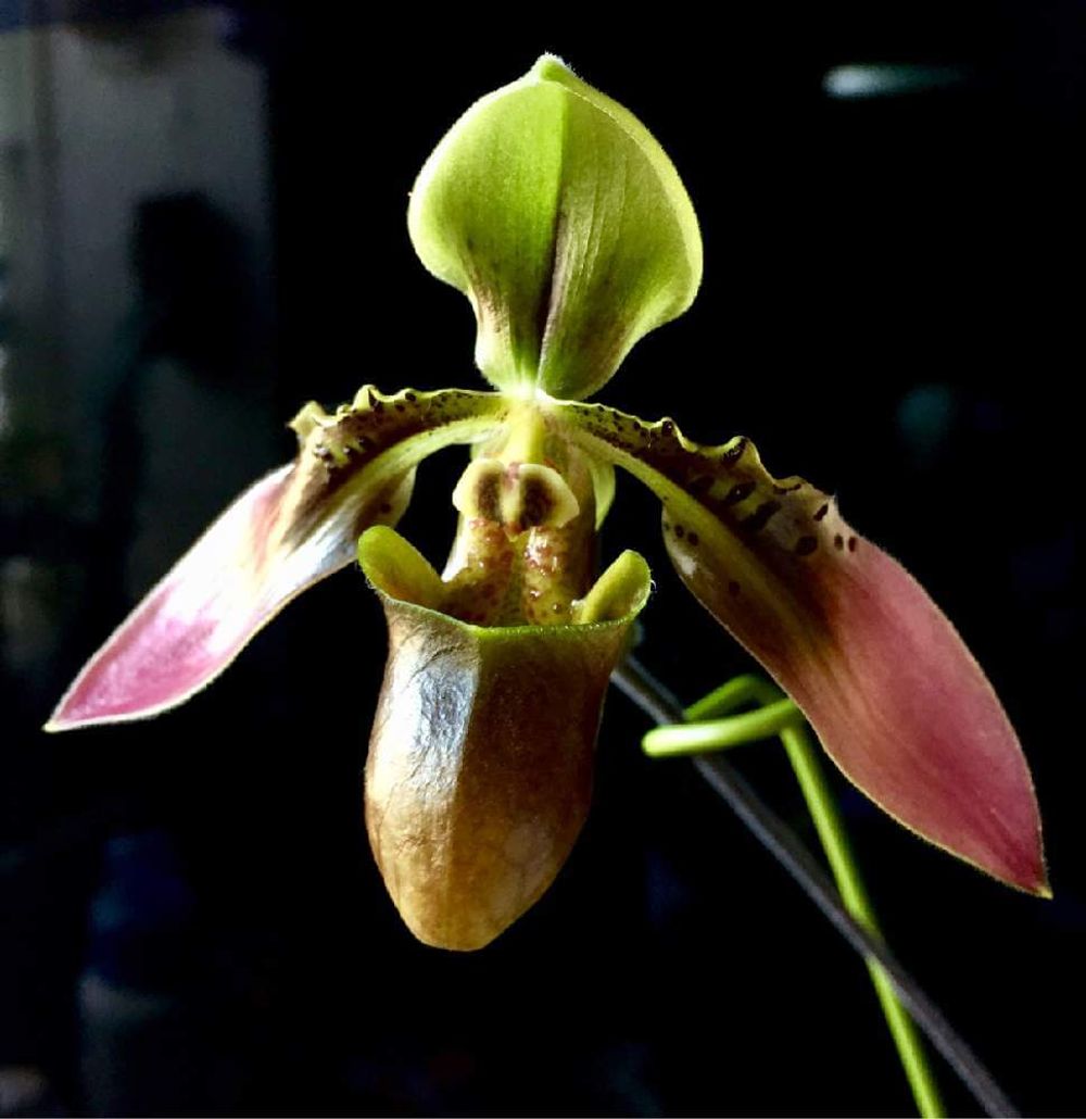 パフィオペディラム