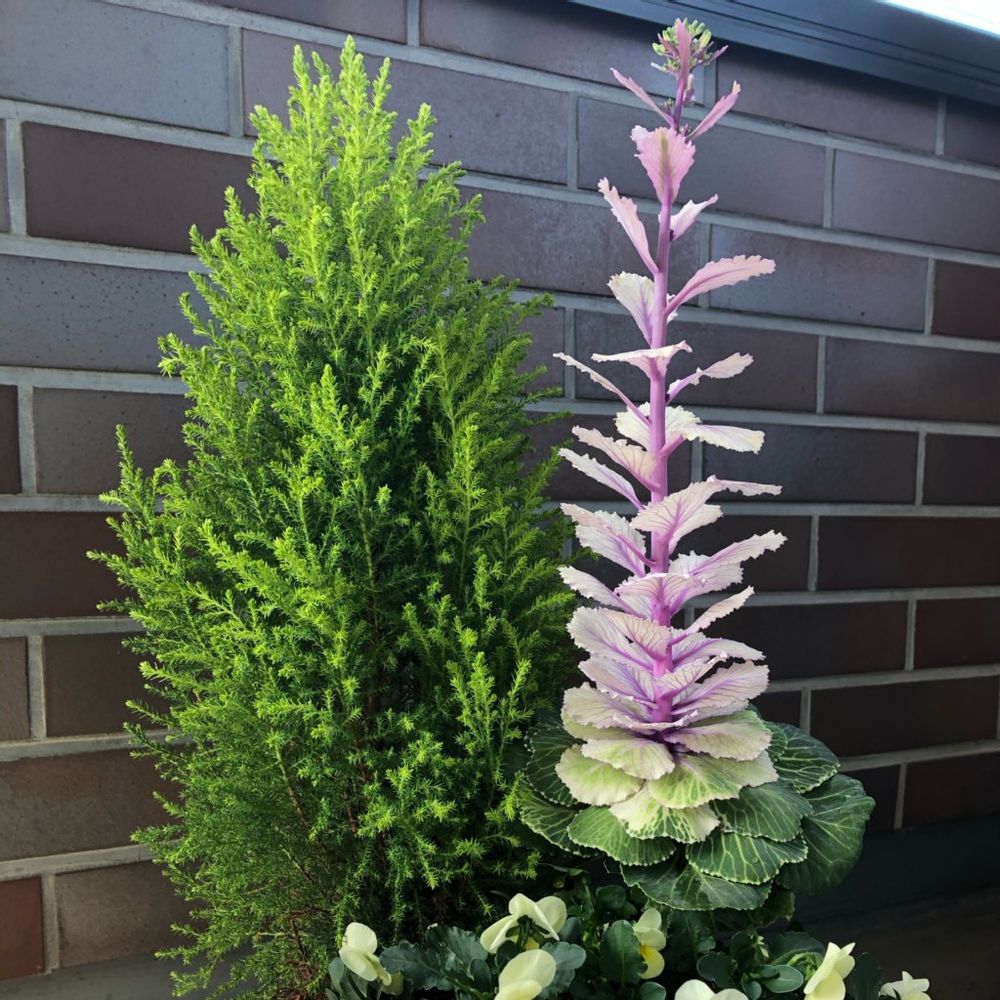 コニファー・ゴールドクレスト