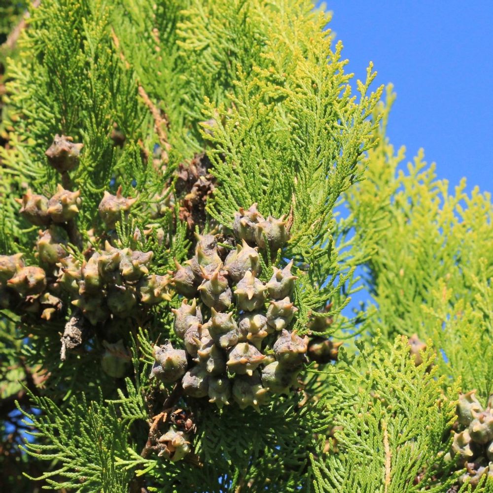 コニファーの実