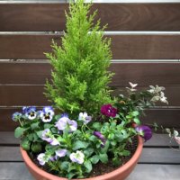 コニファーの花言葉｜由来はなに？どんな花が球果がつく？の画像