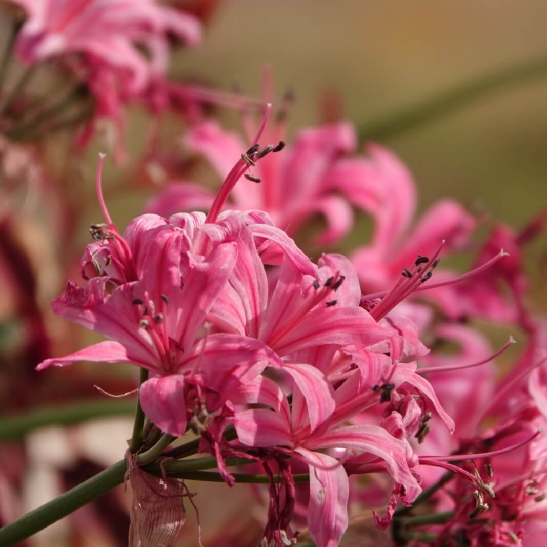 リコリスの花言葉 意味や由来は 花の特徴とは Greensnap グリーンスナップ