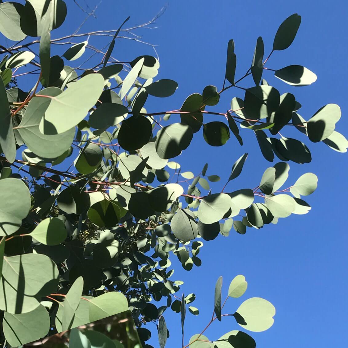 ユーカリの花言葉 葉や花の特徴 風水の効果は Greensnap グリーンスナップ