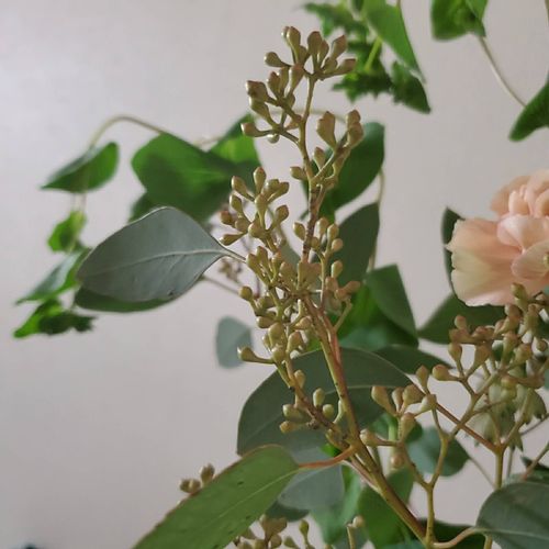 ユーカリの花言葉 葉や花の特徴 風水の効果は Greensnap グリーンスナップ
