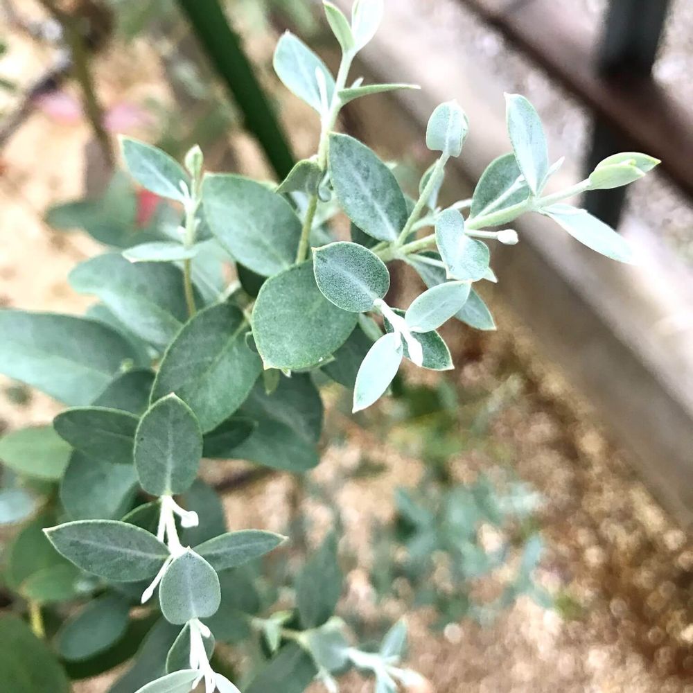 ユーカリ・グミー