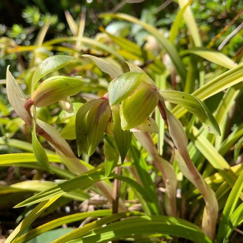春蘭の花言葉 意味や花の特徴 種類は Greensnap グリーンスナップ
