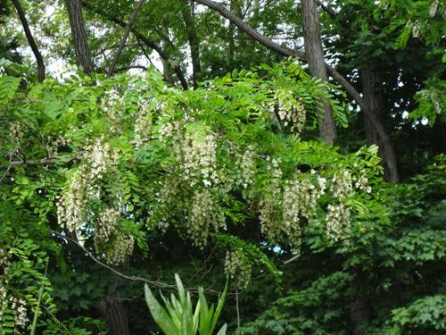 ニセアカシアの花言葉 花の特徴や毒性 トゲがあるの Greensnap グリーンスナップ