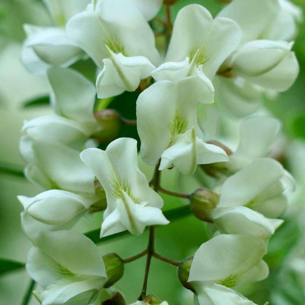 ニセアカシアの花言葉 花の特徴や毒性 トゲがあるの Greensnap グリーンスナップ