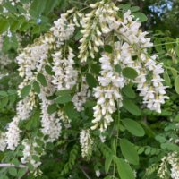 ニセアカシアの花言葉｜花の特徴や毒性、トゲがあるの？の画像