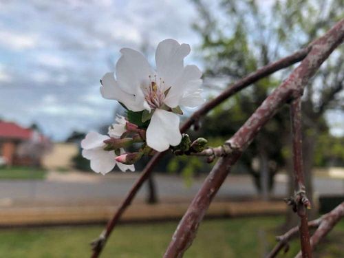 しだれ桜 枝垂れ桜 の花言葉 意味や花の特徴 種類や名所は Greensnap グリーンスナップ
