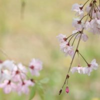 桜に毛虫がつく原因と対策｜発生する時期や種類、おすすめの駆除方法は？の画像