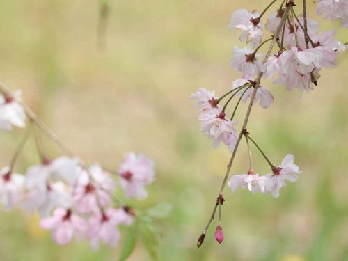 しだれ桜 枝垂れ桜 の花言葉 意味や花の特徴 種類や名所は Greensnap グリーンスナップ