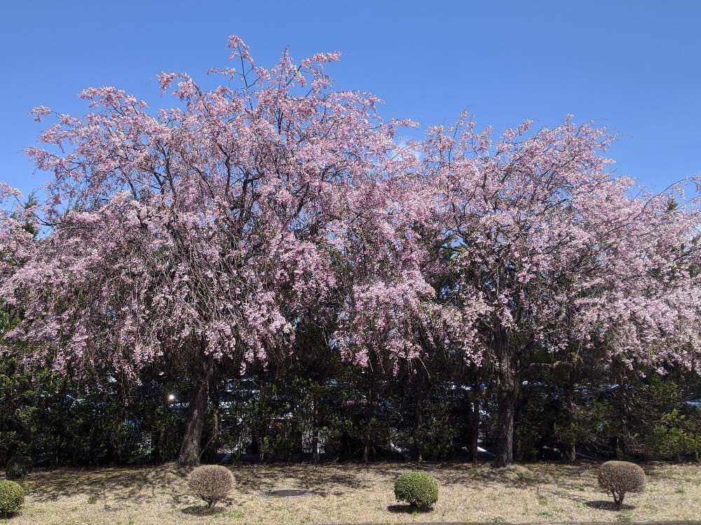 しだれ桜