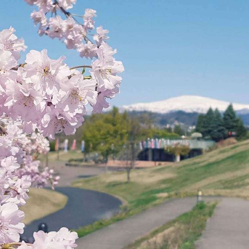 しだれ桜 枝垂れ桜 の花言葉 意味や花の特徴 種類や名所は Greensnap グリーンスナップ