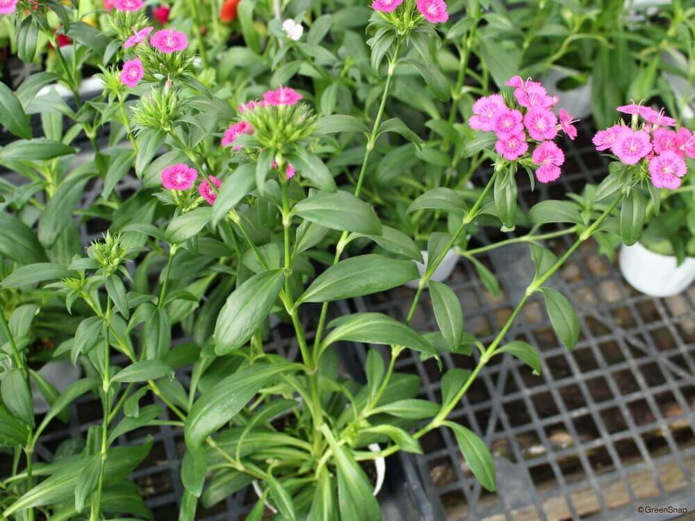 ナデシコ ダイアンサス の育て方 種まきや苗の植え方は 切り戻しの時期は Greensnap グリーンスナップ